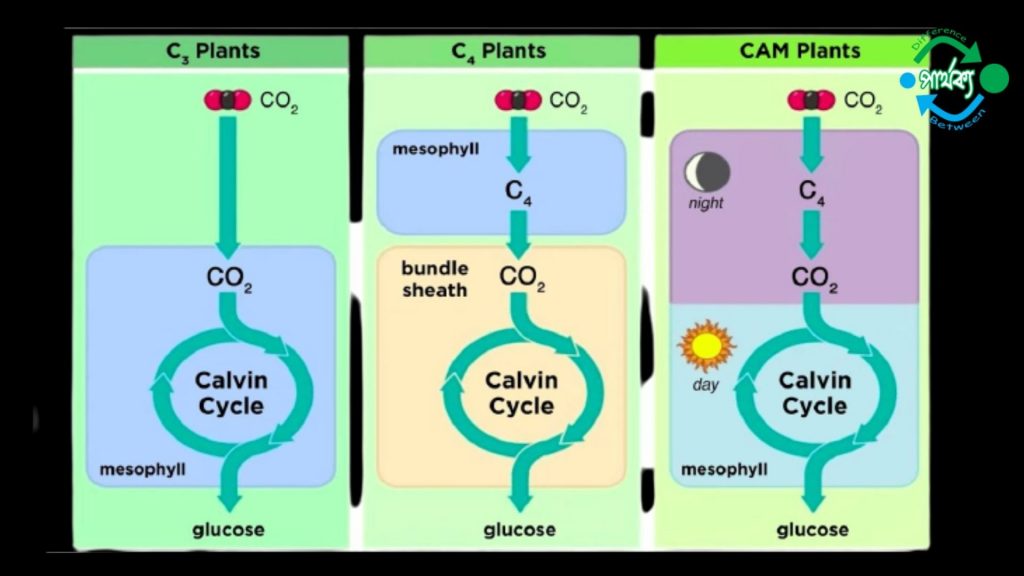 C3 উদ্ভিদ ও C4 উদ্ভিদের