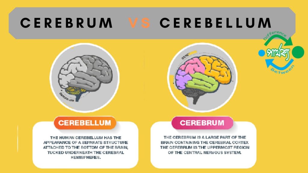 সেরেব্রাম ও সেরেবেলামের