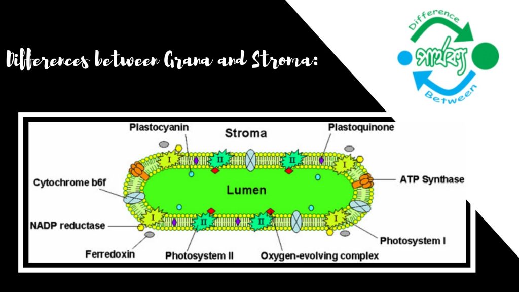 গ্রানা ও স্ট্রোমা