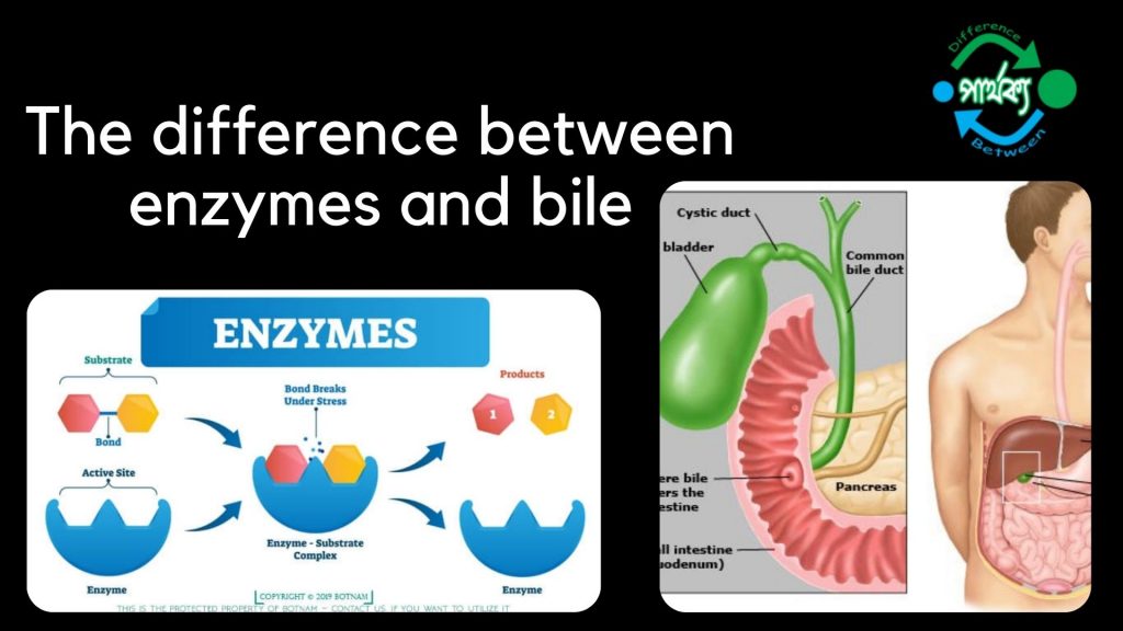 এনজাইম ও পিত্ত