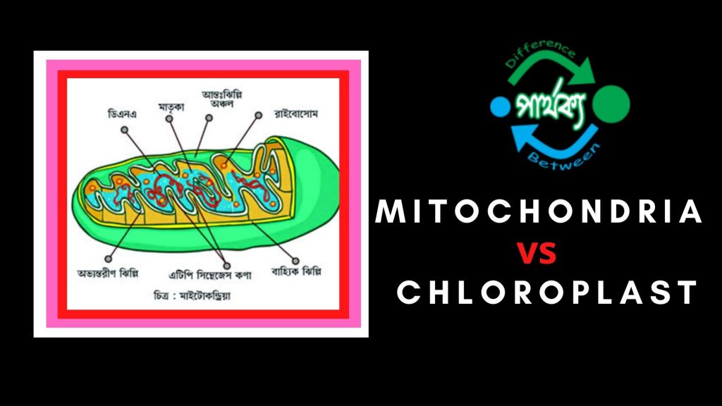 মাইটোকন্ড্রিয়া এবং ক্লোরোপ্লাস্টের