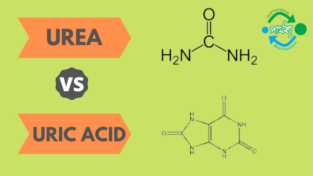 ইউরিয়া ও ইউরিক এসিডের
