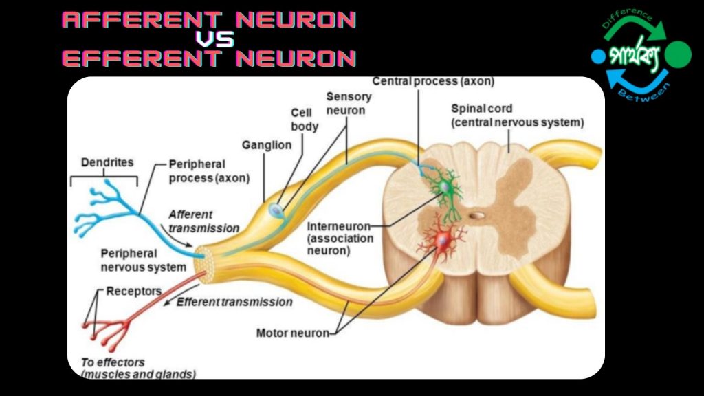 অ্যাফারেন্ট এবং ইফারেন্ট নিউরনের
