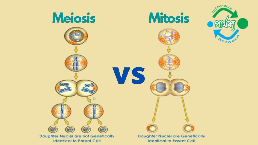 মাইটোসিস ও মিয়োসিসের