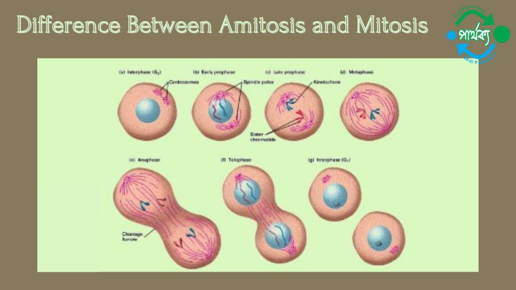 অ্যামাইটোসিস ও মাইটোসিসে