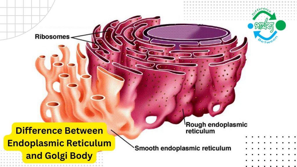 এন্ডোপ্লাজমীয় জালিকা এবং গলগি বডি