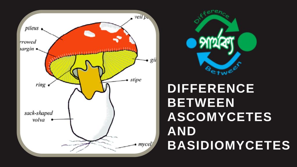 অ্যাসকোমাইসিটিস ও ব‍্যাসিডিওমাইসিটিস