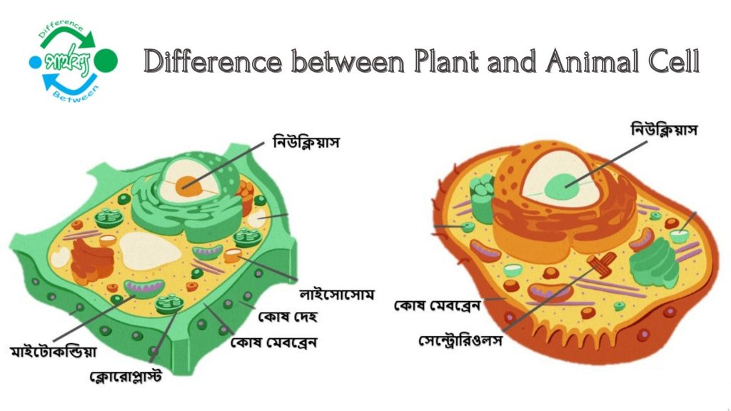 উদ্ভিদ ও প্রাণী কোষ