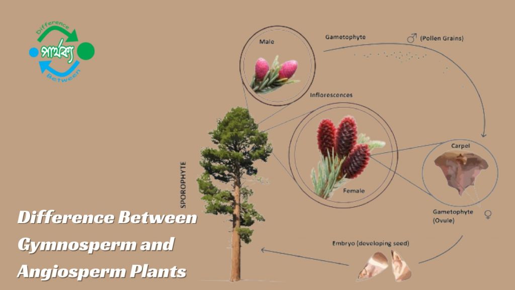 জিমনোস্পার্ম এবং এনজিওস্পার্ম উদ্ভিদ