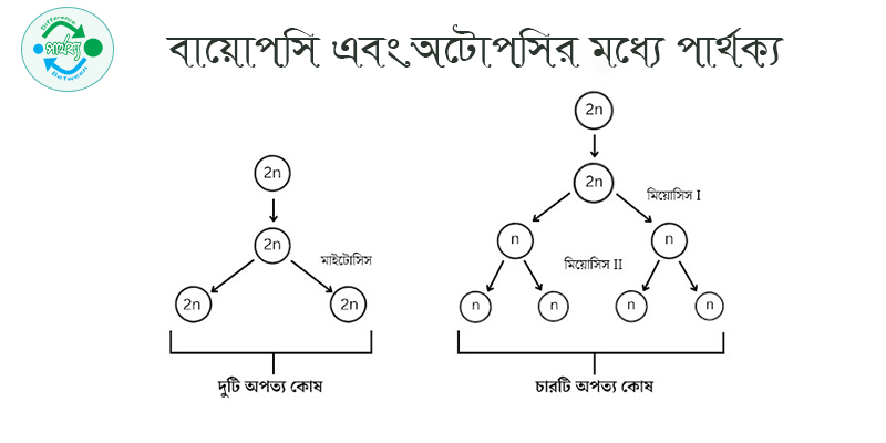 বায়োপসি এবং অটোপসির